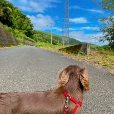nagasiutikuwa's profile picture. 山々の中からの発信。泥団子/カブトムシ/水切り