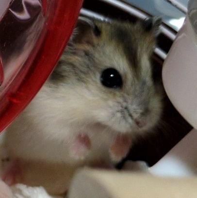 ルカさんのプロフィール画像