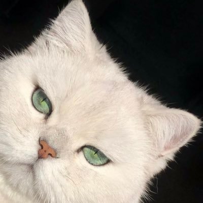 faaaayoooo's profile picture. 不看任何泰百 泰百只看法优   永远记得24年的双N