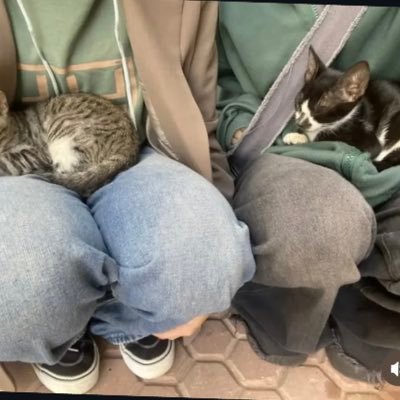 MithileshMahure's profile picture. catless.