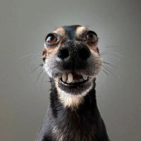 Dr. Tifuya (@northmemphis888) 's Twitter Profile Photo
