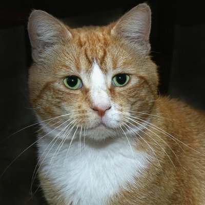 maximilianihrol's profile picture. 