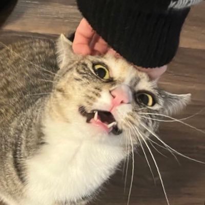 i make the little faces. 4 year old calico tortie tabby (girl type) worm mom: @catbogausch