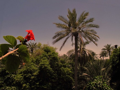 planctum's profile picture. Ah legendary palm tree of my land, Wake up: We have become strangers and the sea has become the source of misery and the world a confrontation -Saeed AlOweinati