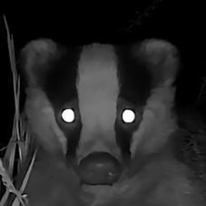 celsonov's profile picture. 