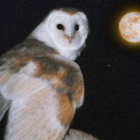 ᜊ( ᴗ͈ˬᴗ͈)ᜊalivia (@lnfinityrepeatd) 's Twitter Profile