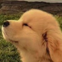 ACTUALLY Dandelion (@mizrahinave) 's Twitter Profile