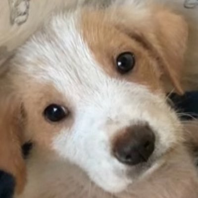 AceYaayger's profile picture. American, Husband, Cat-dad, New Dog Dad, Geek, Film Enthusiast, Freedom Lover, 199 , Hail The Fellowship!