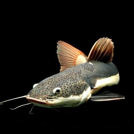 X_doggett's profile picture. ⚾🏈🥍🏒🏀⚽スポーツ好き。
昭和のウルトラマンシリーズと仮面ライダーシリーズが好き。
👕Tシャツ好き。
🍺お酒の場は大好き。🤣
📷メインはスポーツ撮影（主に🏈アメフトと🥍ラクロス）、たまにModel撮影会に出没します。🤭
※無言フォロー失礼致します。😅