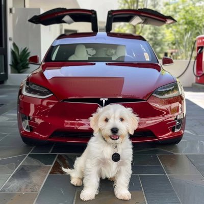 CEO OF TESLA CARS, SPACEX & OWNER OF BORING COMPANY⚡️🚀