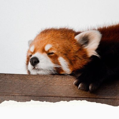 redpnda_'s profile picture. 