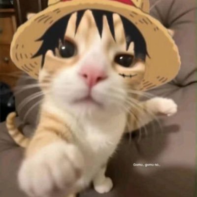 Taz, lisez kingdom et blabla League of legend T1 luffy etc