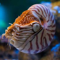 Whack Nautiloid | ๐บ๐ (@whacknautiloid) 's Twitter Profile