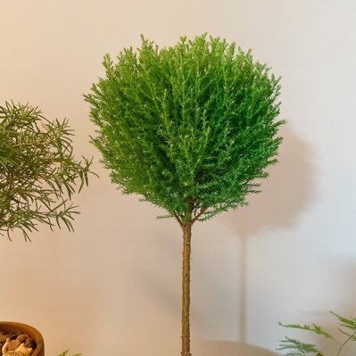 mamasstudio_'s profile picture. 식물과 썸타고 토분을 만들어요.