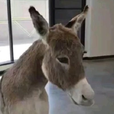 DDrunkey's profile picture. 16
they/them
furry
i am @krysta1z
