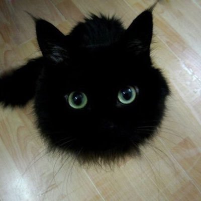 HKedogawa's profile picture. 終わらない旅に出たい…。山岡家のラーメンが大好きな江戸川区在住の一般庶民です。参政党サポーター。一般党員検討中… 日本人ファースト/反グローバリズム/反共産主義/外国人問題/メガソーラー反対/靖國神社参拝/読売ジャイアンツ/ラーメン/スノーボード/メロコア/HAGANE ＊DMは基本的に無視させていただきます。