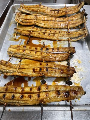 Harvest and process wild caught Eel Anguilla Rostrata for Unagi and Kabayaki.The source from the pristine Outer Banks waters of the Atlantic Coast of USA