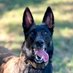 🇺🇸Texas_Malinois_Mila🇺🇸 (@malinois_mila) Twitter profile photo 🇺🇸Texas_Malinois_Mila🇺🇸 (@malinois_mila) Twitter profile photo