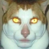 X-Trans π³οΈββ§οΈ (@akungembel69) 's Twitter Profile