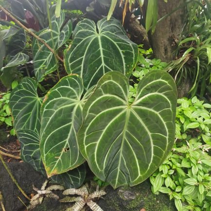 avatarhazuki's profile picture. nature lover