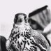 شمااااااالي (@nadr2008al) Twitter profile photo شمااااااالي (@nadr2008al) Twitter profile photo