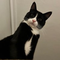 mimiros de liros (@andreiapenha) 's Twitter Profile