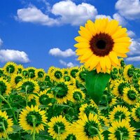 patricia c g pino 🇨🇱 (@patriciacg111) 's Twitter Profile Photo patricia c g pino 🇨🇱 (@patriciacg111) 's Twitter Profile Photo