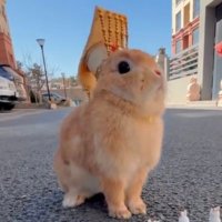 쩰리 (@4lovbuni) 's Twitter Profile