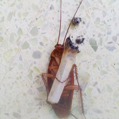 LitaTaA90's profile picture. redirected