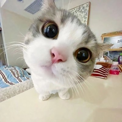 ppickipawin0x's profile picture. bukan multi l @pickipawin0x kena sus permanen l device laptop asus 💻 & 📱 (andro), iphone, bu acc @endofbeggininf l @plutorocco akun alter thank you so much ❣️