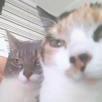 lágbára bì Ẹfọ̀n, àmọ́ ó dùn bí labalábá.🦋
filha de Oya, mãe de gata, ilustradora e designer