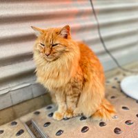 zatta (@km5mt) 's Twitter Profile