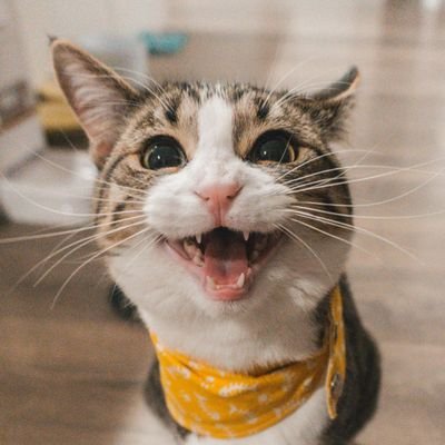 Un gato que es Raider, Atlético, Laker, del Ame, Blaugrana, Bianconeri, Shark/Panther, de izquierdas. Enemigo de las injusticias.