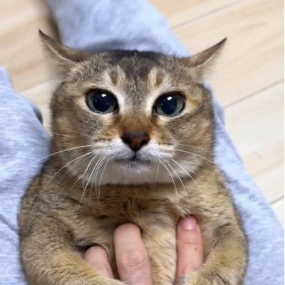 MacheteCS's profile picture. fuck my chungus life 🍉