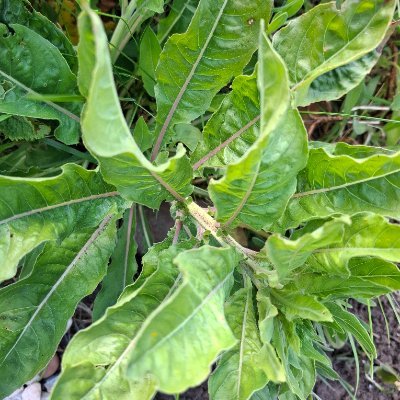 Fatman7500's profile picture. gay man,want to be a Naturist love being outdoors almost all the time.
Inst walker_7300