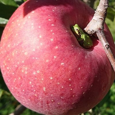 fuuu_111's profile picture. みんなの為のれいわ新選組を応援してます😊
だけど、信者にはなりません  
他党支持の方とも色々お話してみたい 🩷  

私は私らしく 
貴方は貴方らしく
どんな価値観でも人を枠にはめ切り捨てない  今困ってる人も、困る事があっても、誰でも生きていける、生きてるだけで価値がある平和な社会を一緒に作っていきたいです✨