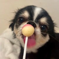 R (@labubu1027) 's Twitter Profile
