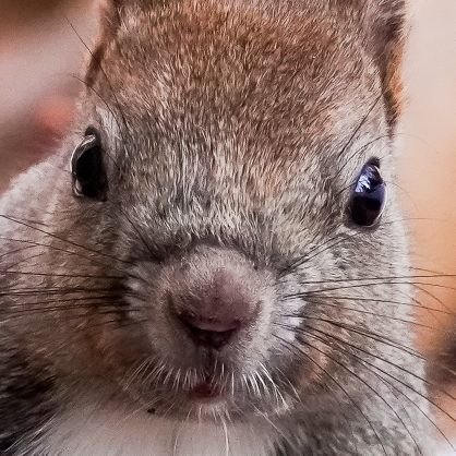 広大な自然が広がる北海道🏞️そこに生きる野生動物達🐦️🐿️🐰/2024.12.〜野生動物や空港撮影/温泉♨️好き/旭山記念公園フォトコンテスト2025グランプリ🥇