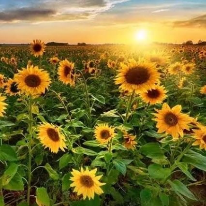 ziraatci4747's profile picture. Ziraat Yüksek Mühendisi-CBS-GIS-QGIS