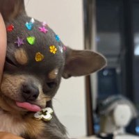 Goobie Woobie (@jnncsat) 's Twitter Profile