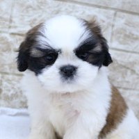 シーズーのアポロ(10month) (@shihtzu_apollo) 's Twitter Profile Photo シーズーのアポロ(10month) (@shihtzu_apollo) 's Twitter Profile Photo