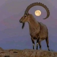 النورس اليماني (@essam_alwashar) Twitter profile photo