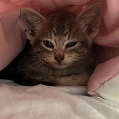 ToeClamper's profile picture. fart