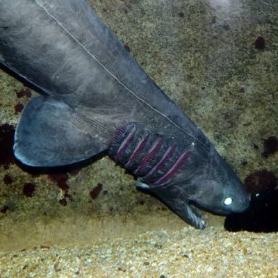 aisa_loveka's profile picture. こっちがサブです