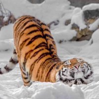 Blither62Meister (@blither6294551) 's Twitter Profile