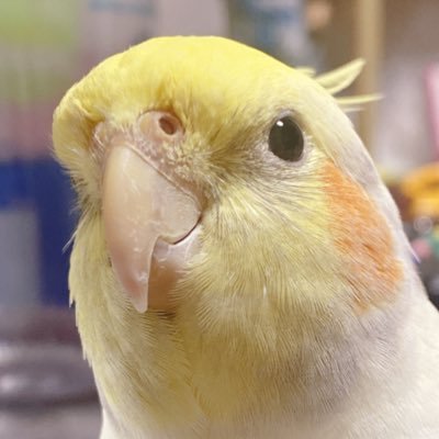 okame_toritori's profile picture. mochioka 20↑専門学生/フィギュアに携わる仕事に就きたくて勉強中です 塗装･造形初心者 頑張ります💪 鳥類と呪術廻戦が好き 名前長いんで適当に呼んでください