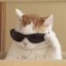 CATGAZE (@windmill1409) Twitter profile photo CATGAZE (@windmill1409) Twitter profile photo