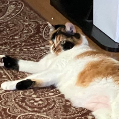 keicun_909's profile picture. こんにちは