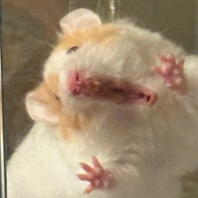 May the Mice be with you. ねずみと共にあらんことを。キャンベル/珍色WW/シリアン/オブト/may beファンシーラット
