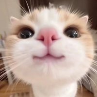 Ngakakcik (@ngakakcika) 's Twitter Profile